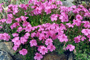 Phlox subulata 'Samson Pink'